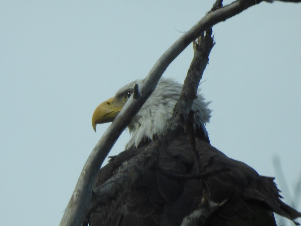 Weißkopf-Seeadler - ML628067808