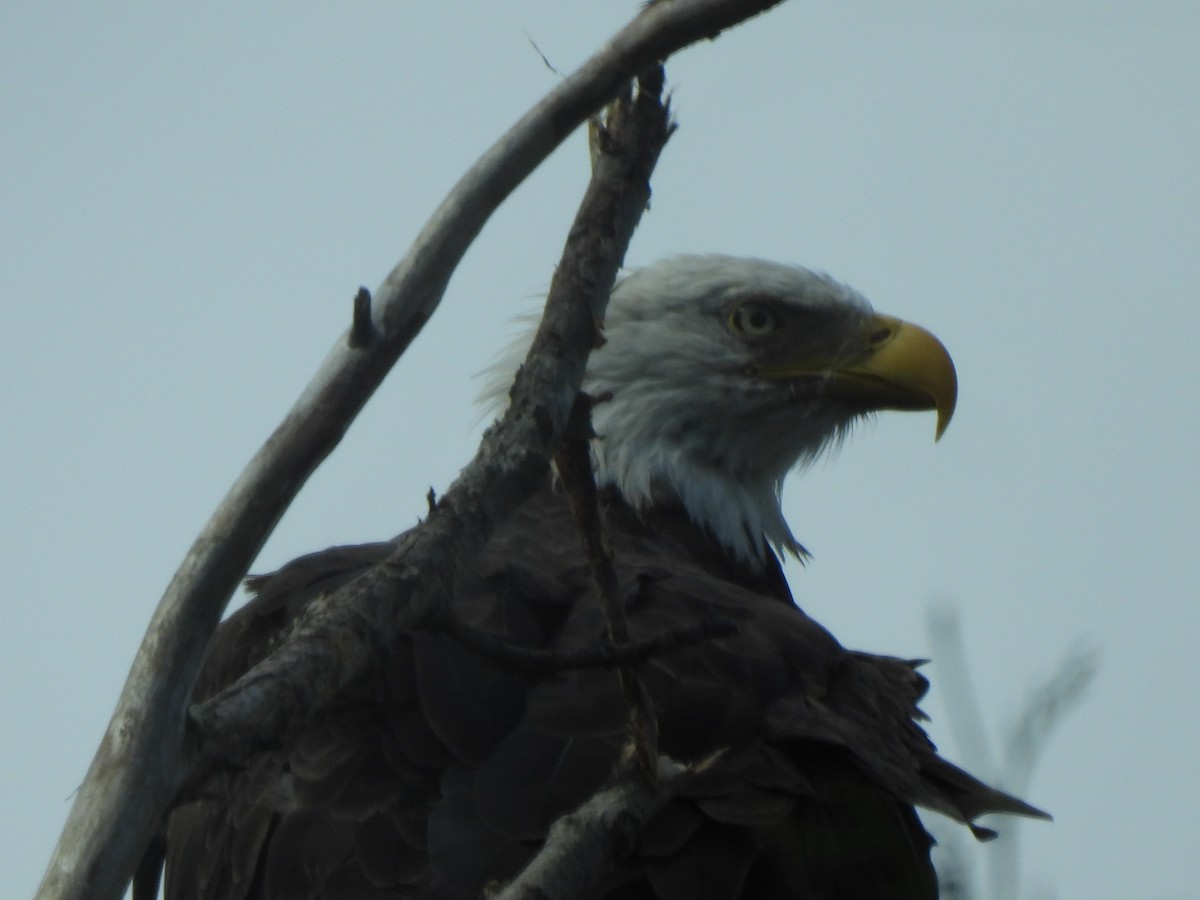 Weißkopf-Seeadler - ML628067809