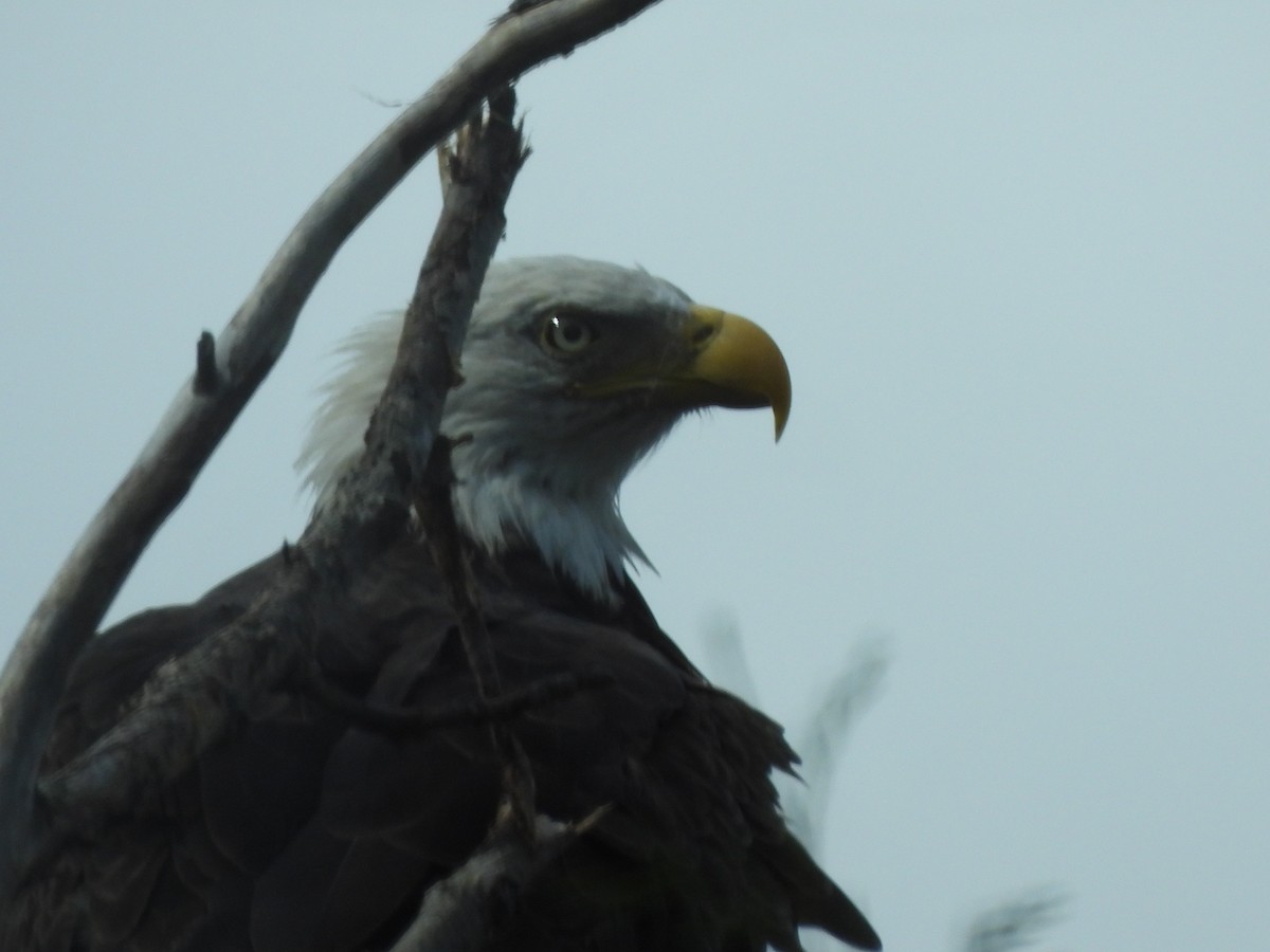 Weißkopf-Seeadler - ML628067810