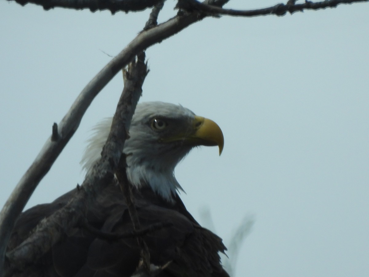 Weißkopf-Seeadler - ML628067811