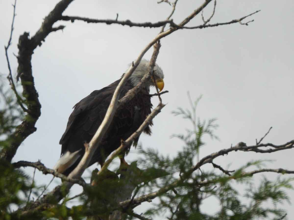 Weißkopf-Seeadler - ML628067814