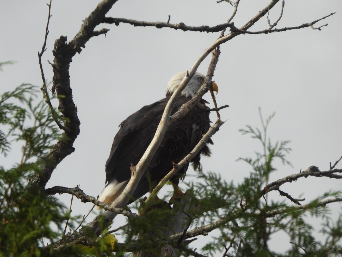 Weißkopf-Seeadler - ML628067815