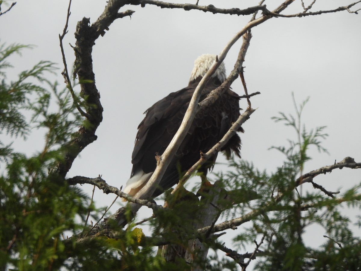 Weißkopf-Seeadler - ML628067816