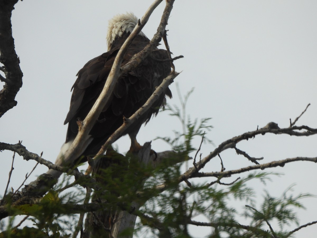 Weißkopf-Seeadler - ML628067817