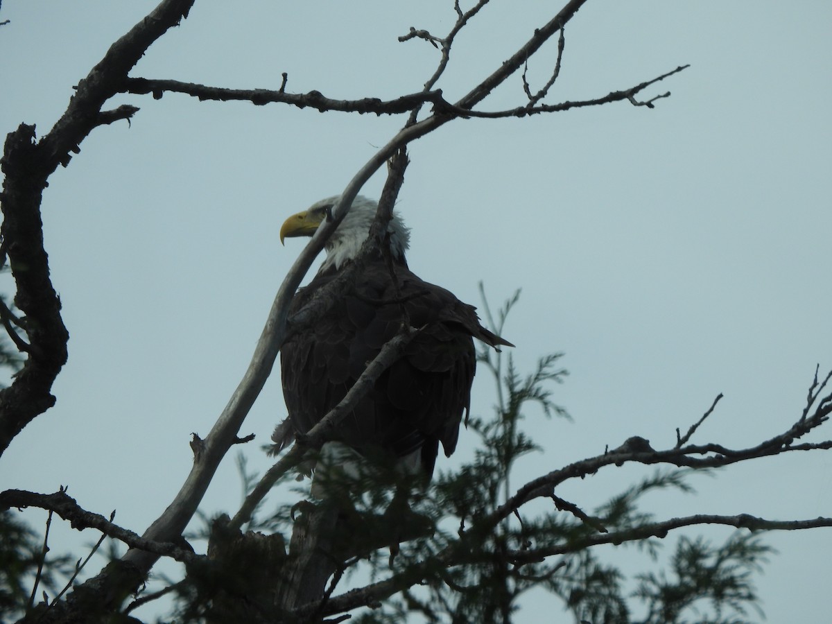 Weißkopf-Seeadler - ML628067818