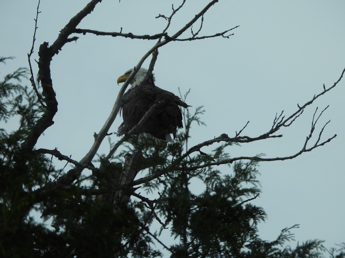 Weißkopf-Seeadler - ML628067819