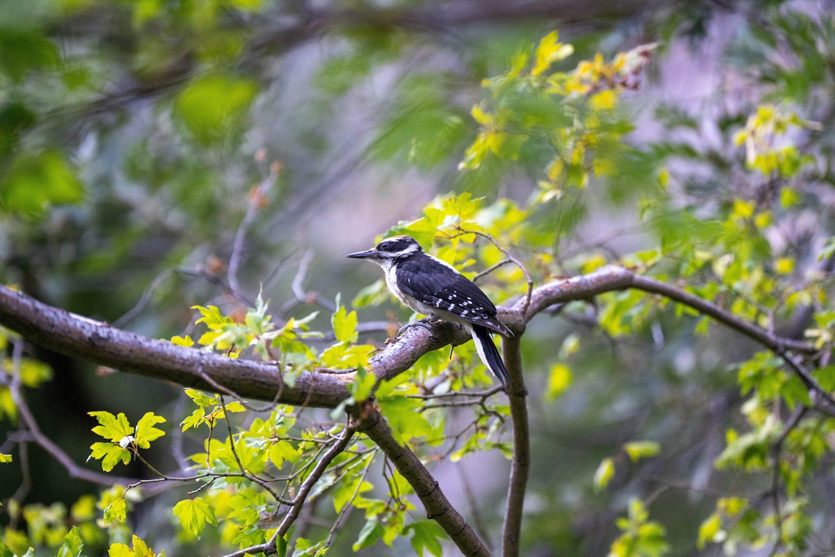 Hairy Woodpecker - ML628067833