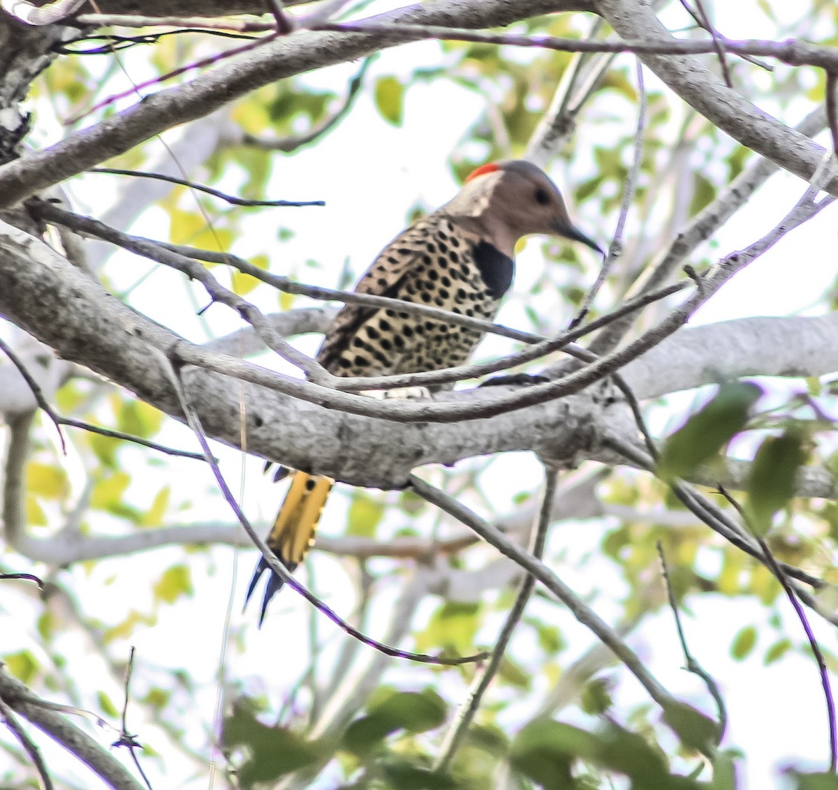 Northern Flicker - ML628067944