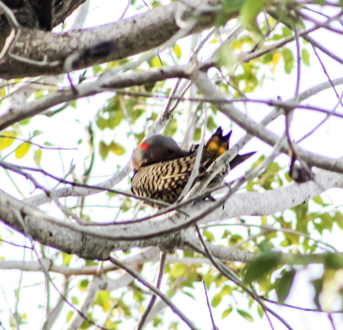 Northern Flicker - ML628067957