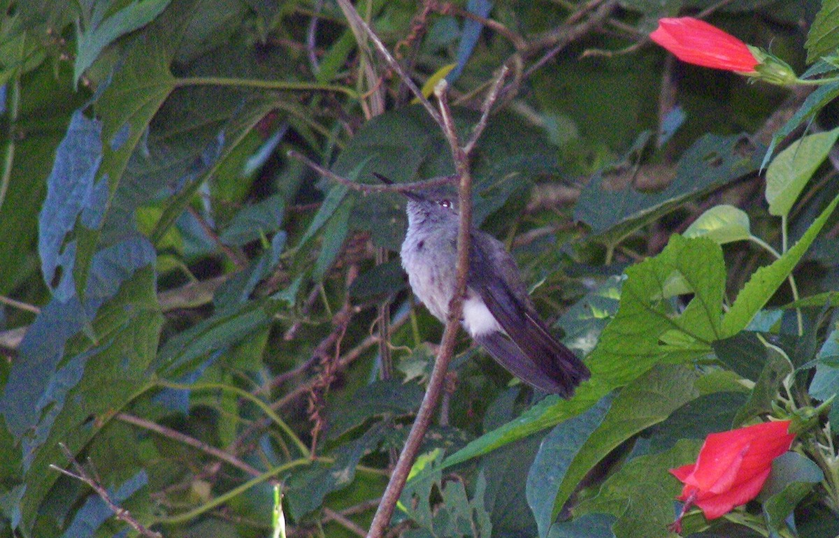 Sombre Hummingbird - ML628067965