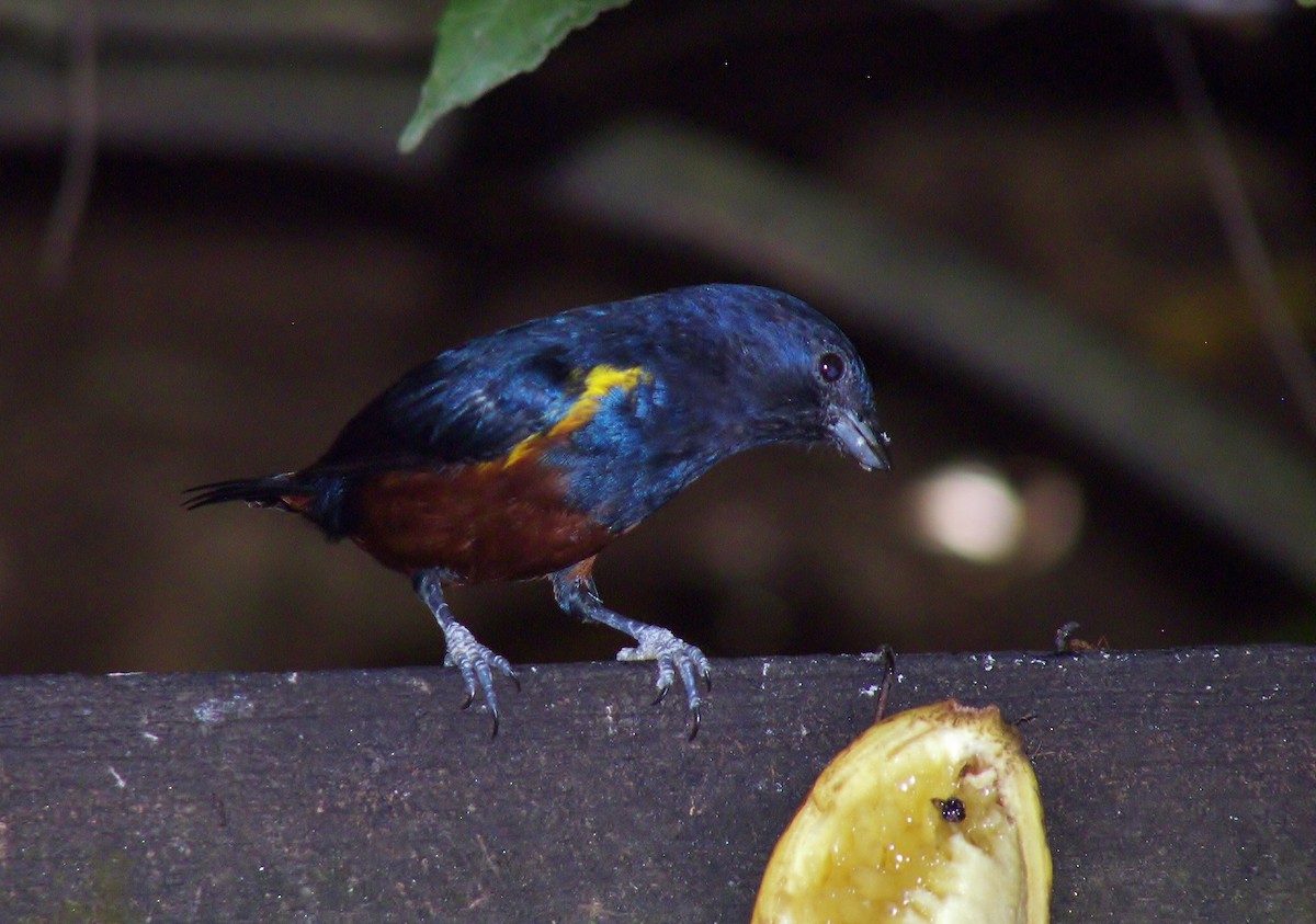 Chestnut-bellied Euphonia - ML628067968