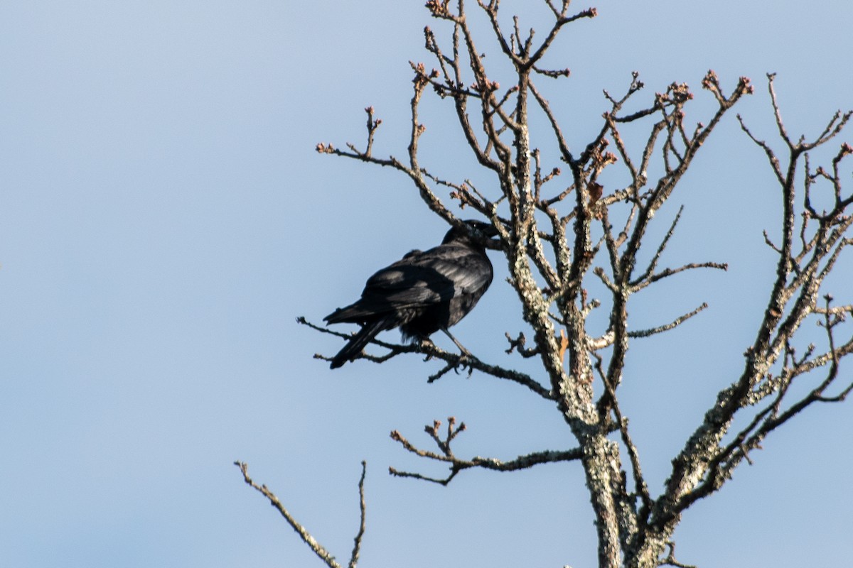 American Crow - ML628067971