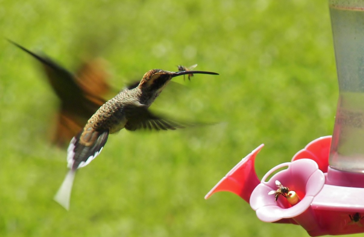 Scale-throated Hermit - ML628067984