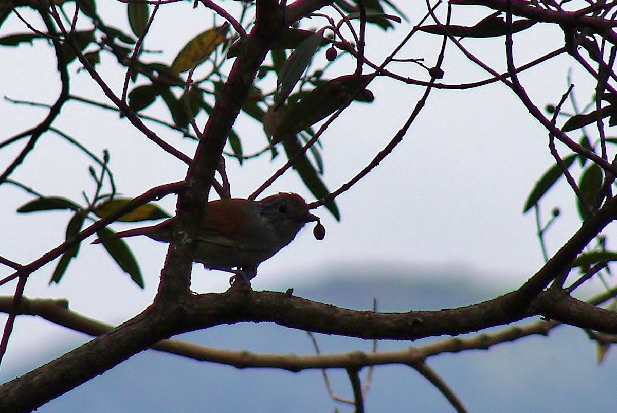 Rufous-backed Antvireo - ML628067990