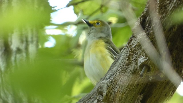 White-eyed Vireo - ML628067993