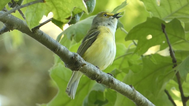 White-eyed Vireo - ML628067994