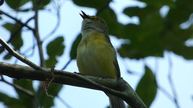 White-eyed Vireo - ML628067996