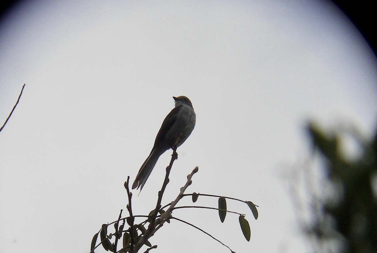 Shear-tailed Gray Tyrant - ML628068015