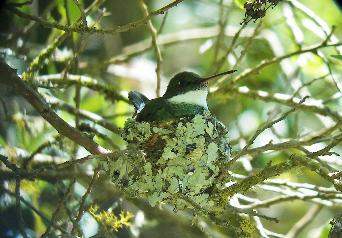 White-throated Hummingbird - ML628068055