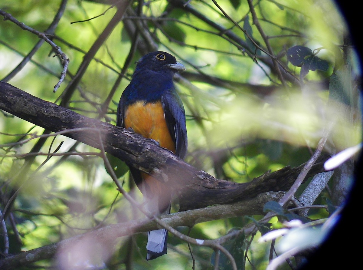 Surucua Trogon - ML628068076