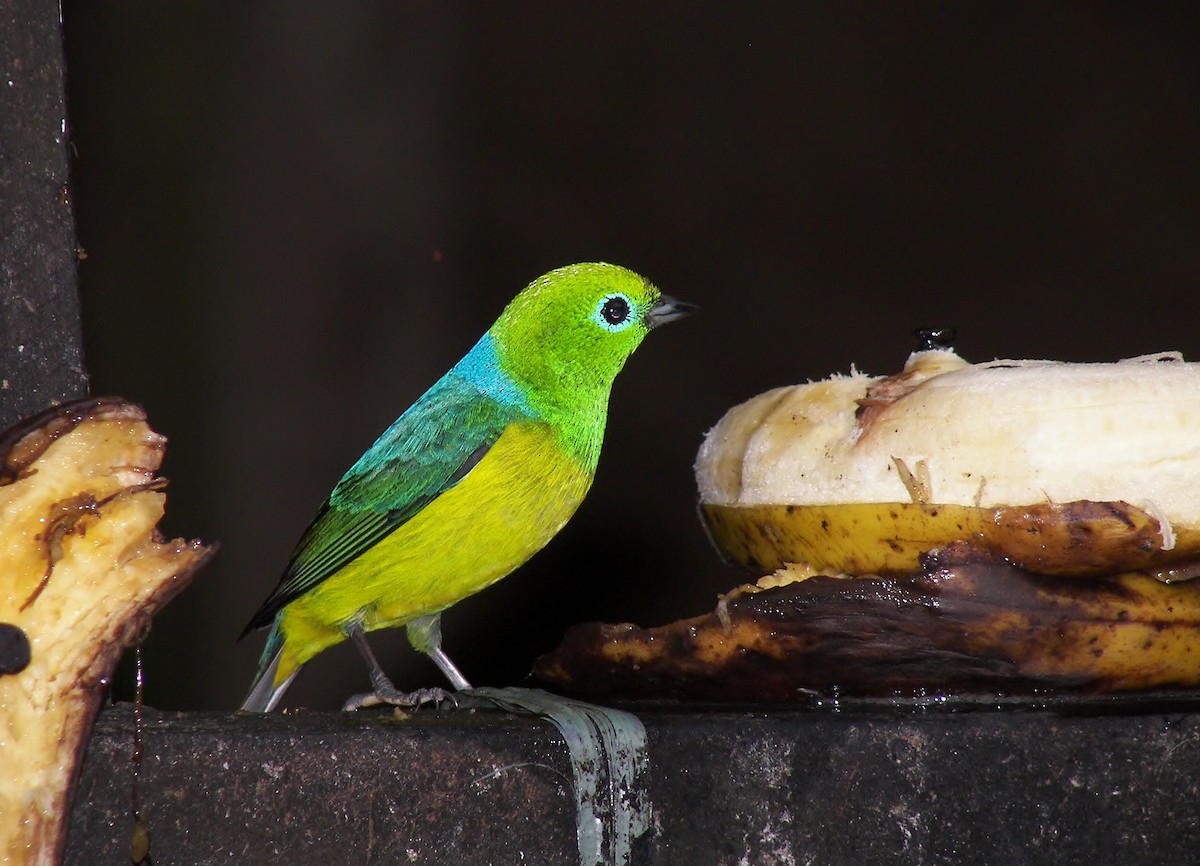 Blue-naped Chlorophonia - ML628068090