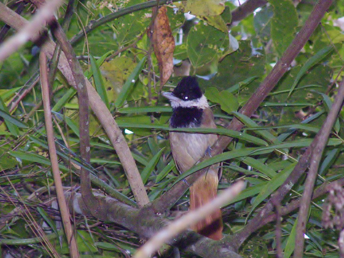 White-bearded Antshrike - ML628068098