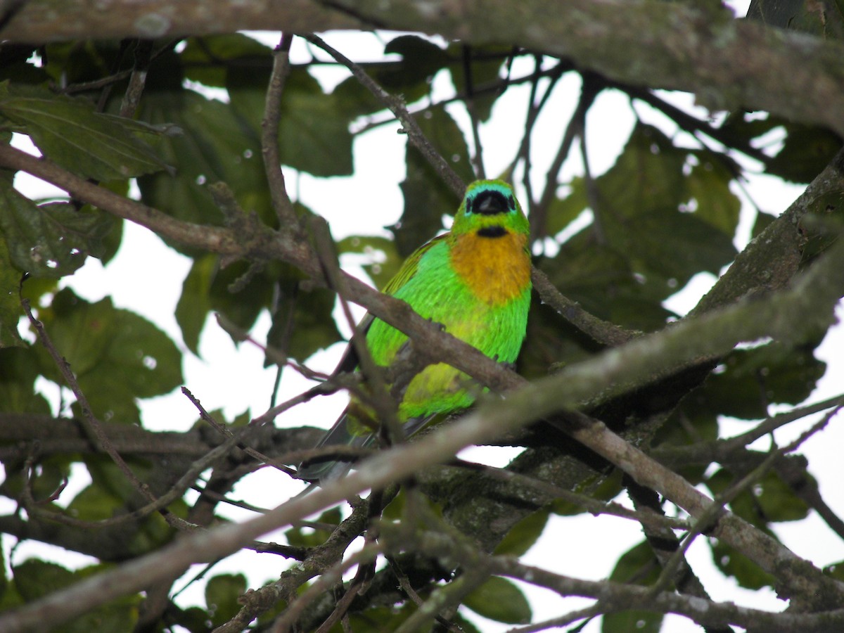 Brassy-breasted Tanager - ML628068122