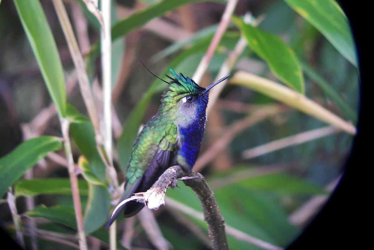 Green-crowned Plovercrest - ML628068132