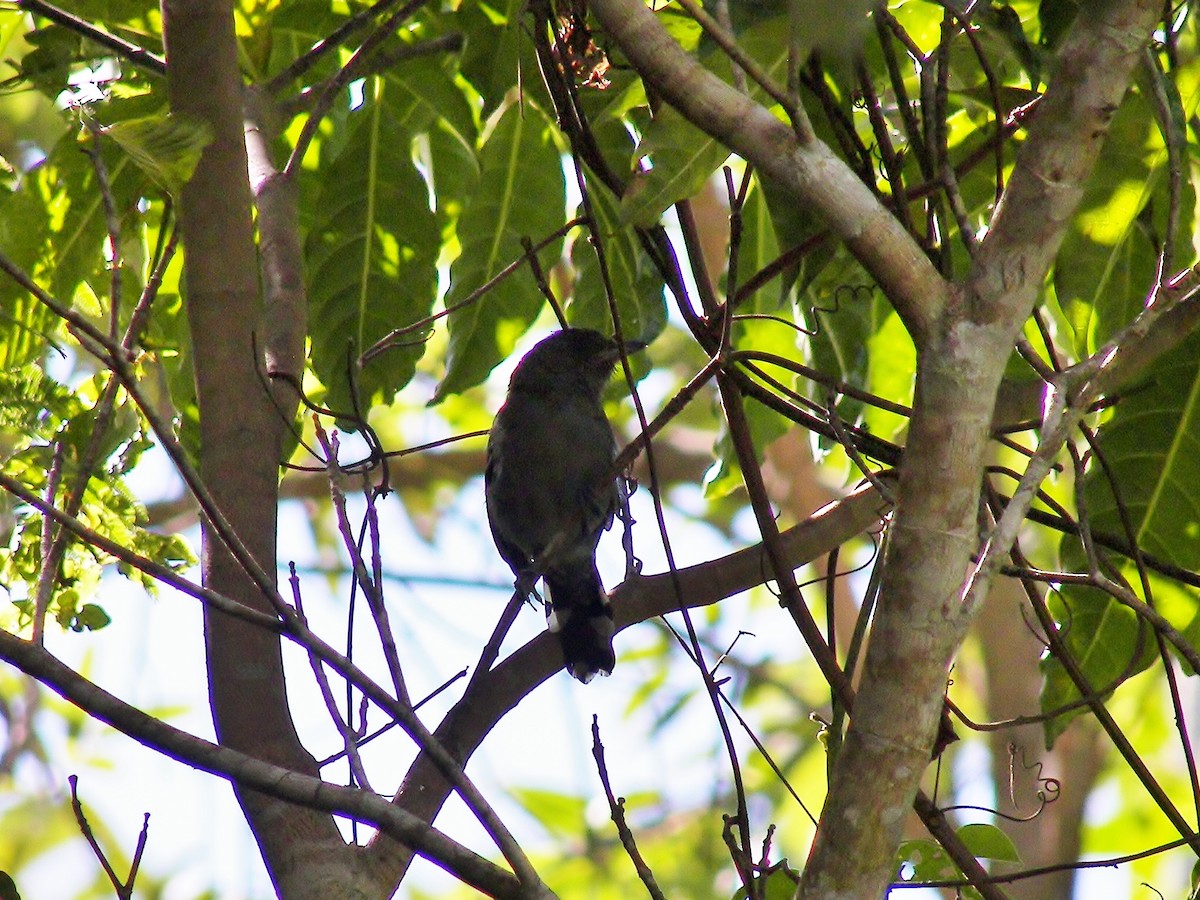 Variable Antshrike - ML628068143