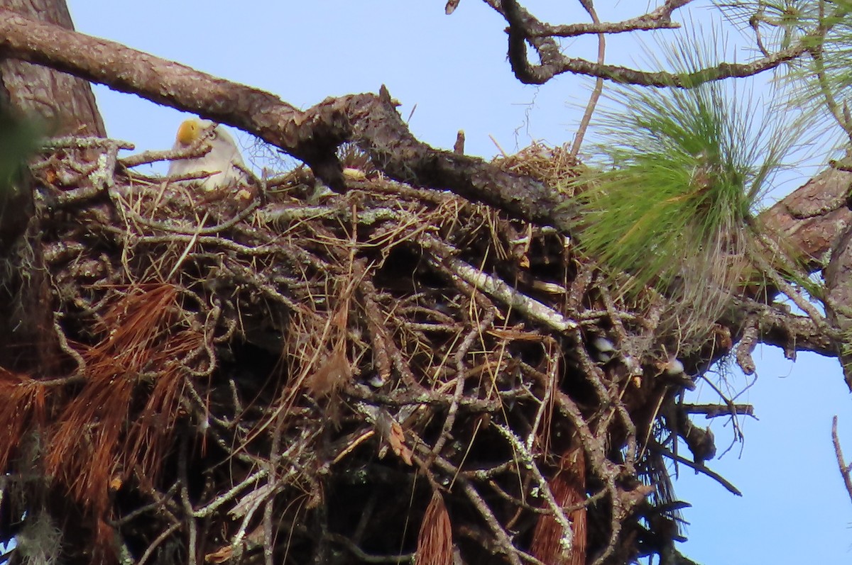 Weißkopf-Seeadler - ML628068147