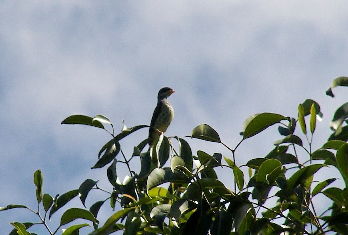 Swallow-tailed Cotinga - ML628068155