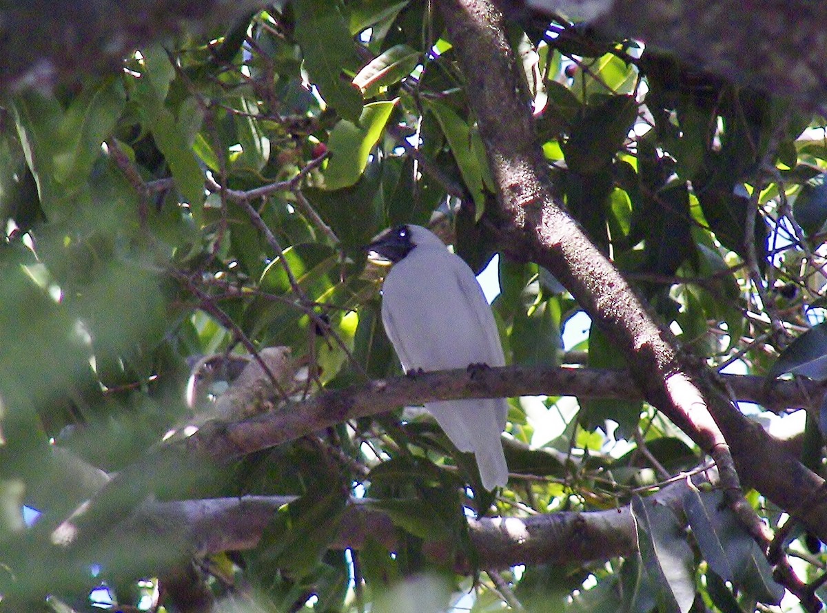 Bare-throated Bellbird - ML628068157