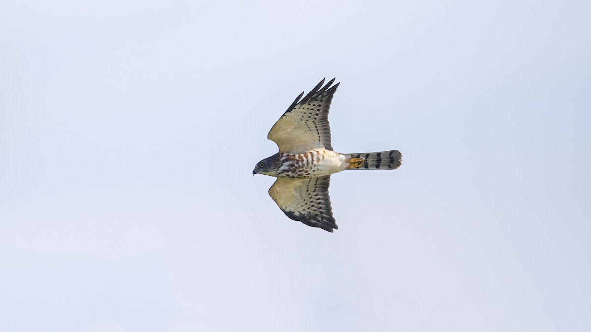 Chinese Sparrowhawk - ML628068214