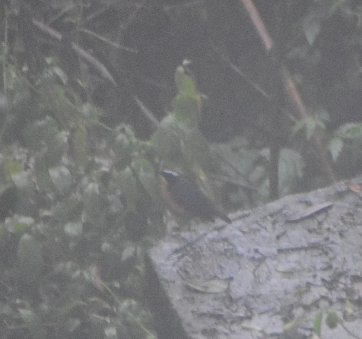 Indian Blue Robin - ML628068328