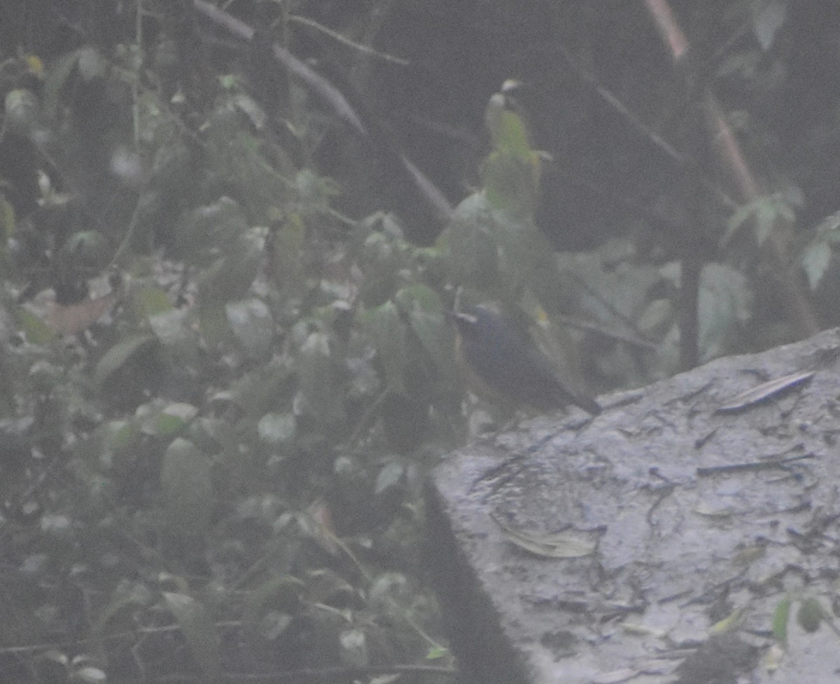 Indian Blue Robin - ML628068329