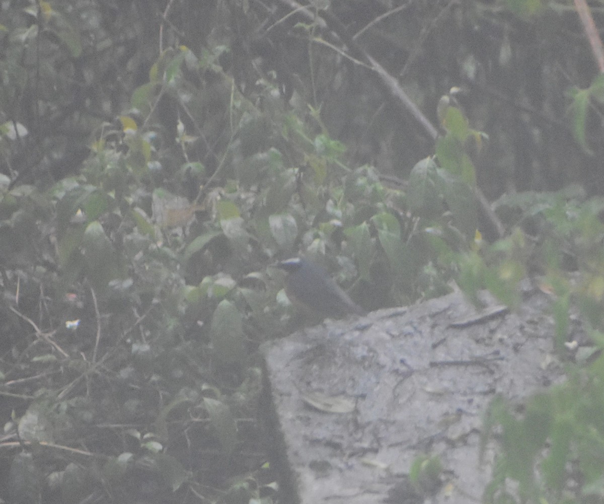 Indian Blue Robin - ML628068330