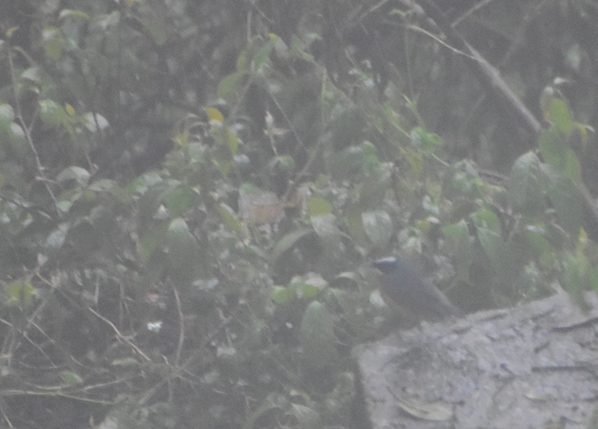 Indian Blue Robin - ML628068331