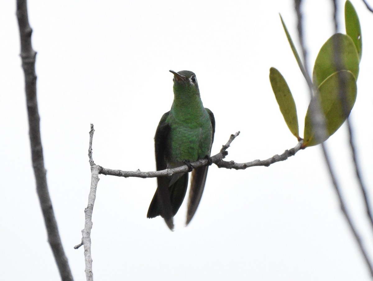 grønnkolibri - ML628068352