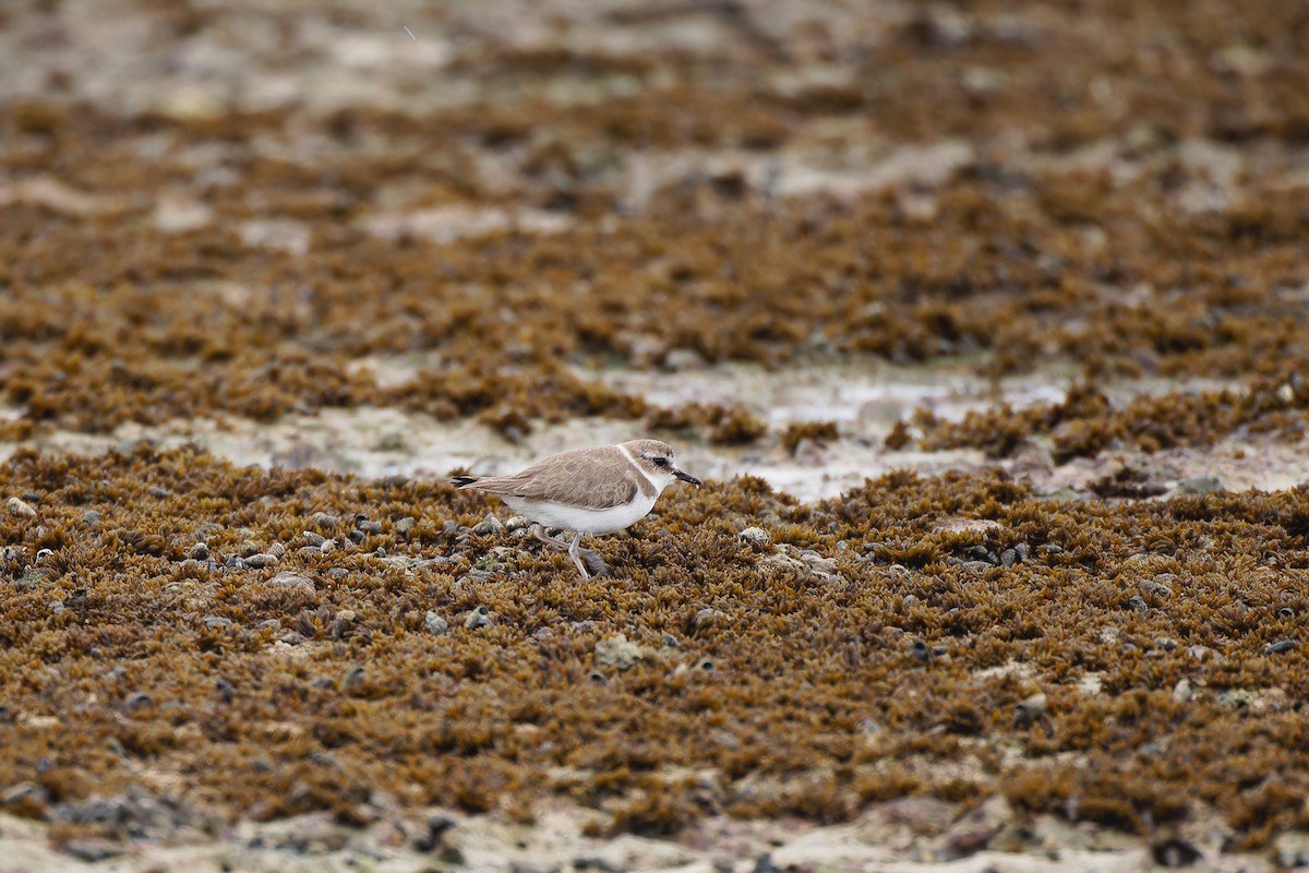 Kentish Plover - ML628068434