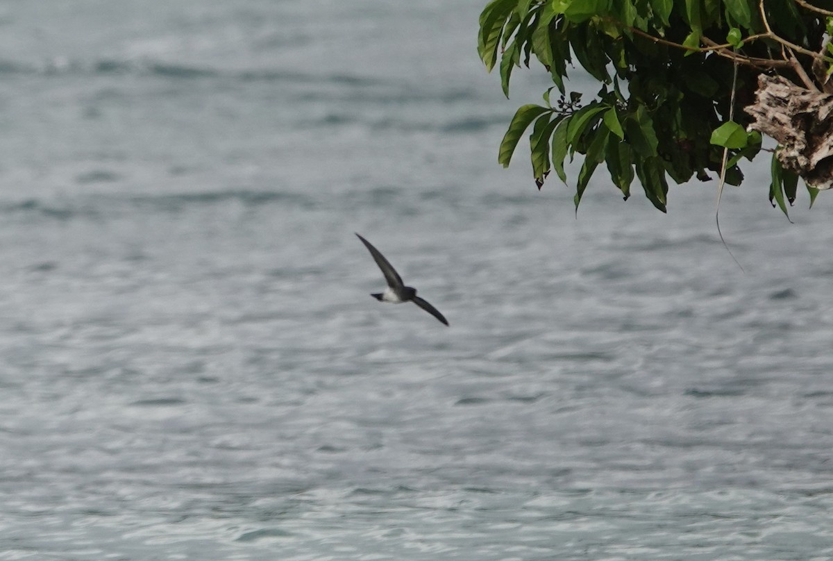 Satin Swiftlet - ML628068441