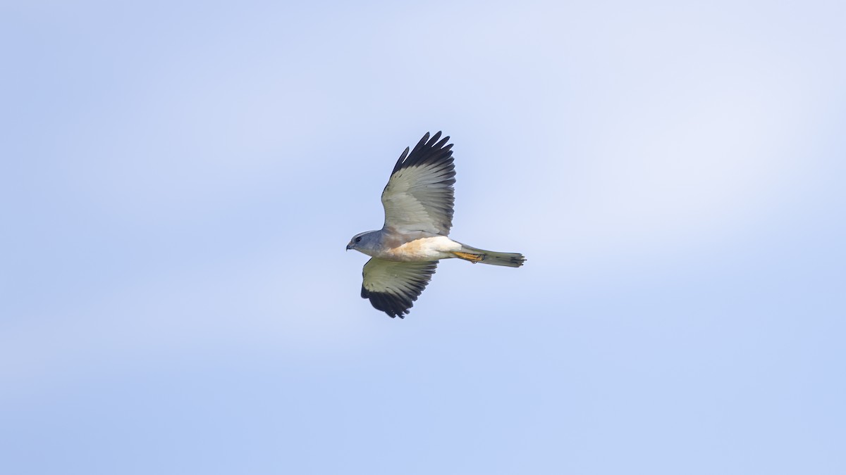 Chinese Sparrowhawk - ML628068448