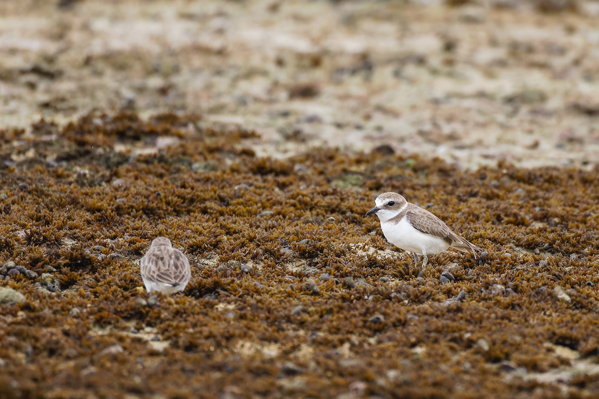 Kentish Plover - ML628068453