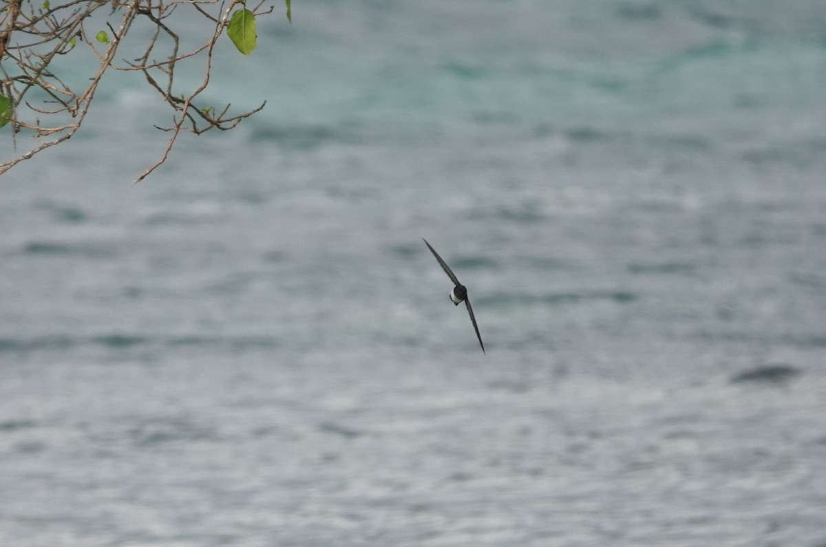 Satin Swiftlet - ML628068455