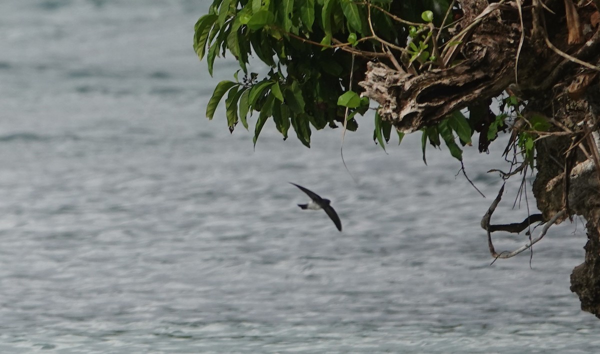 Satin Swiftlet - ML628068460