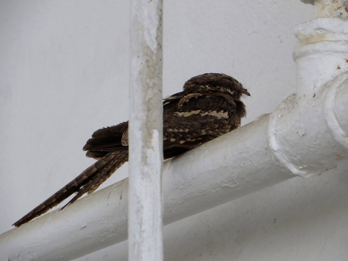 Long-tailed Nightjar - Lionel Sineux