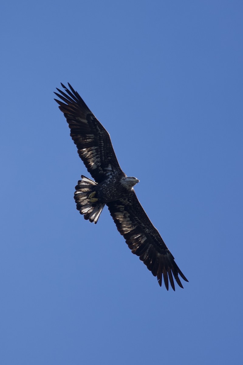 Weißkopf-Seeadler - ML628068540