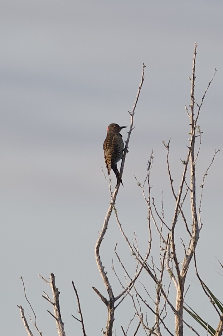 Northern Flicker - ML628068550