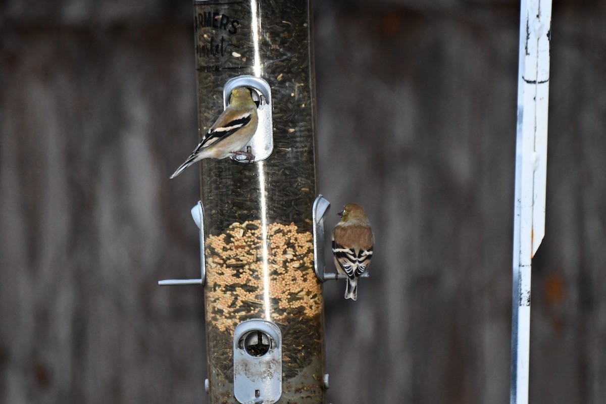 American Goldfinch - ML628068600