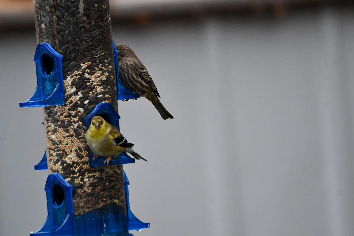 American Goldfinch - ML628068603