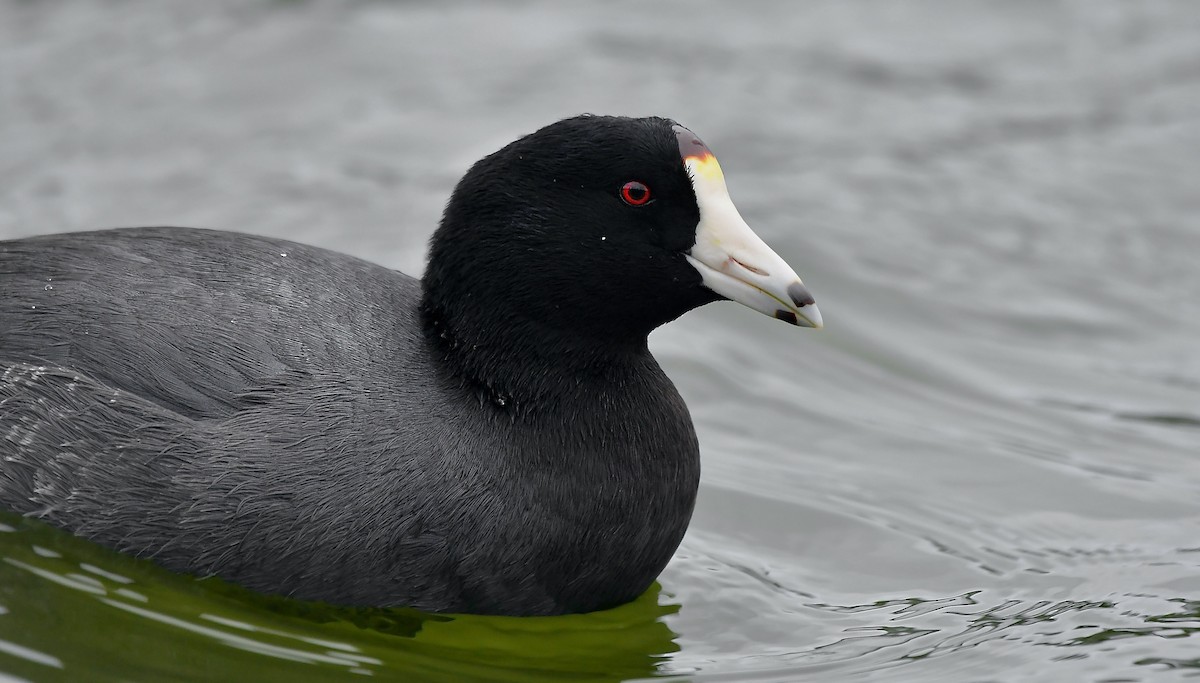 American Coot - ML628068636